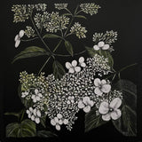 Limelight (Hydrangea)