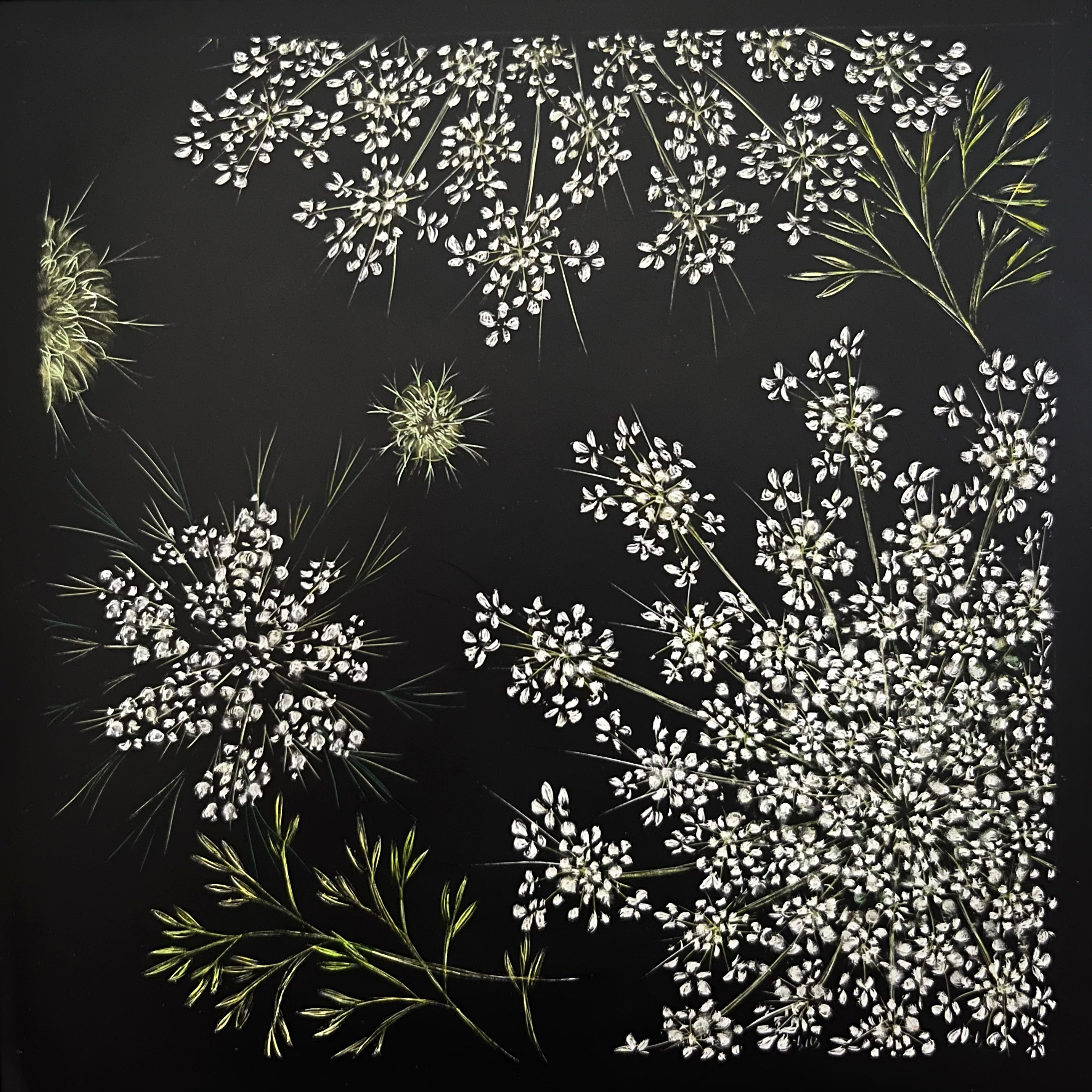 Fairy spun (queen annes lace)