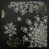 Fairy spun (queen annes lace)
